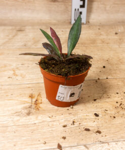 Hoya Red Moon 001 – Bild 2