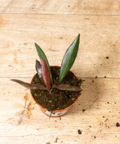 Hoya Red Moon 001