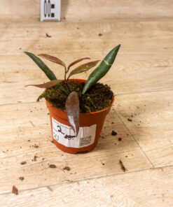 Hoya Red Moon 002 – Bild 2