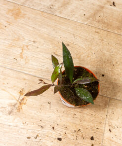 Hoya Red Moon 004