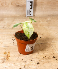 Alocasia ninja tricolor 001 – Bild 2