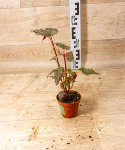 Begonia Sumatran spotted 001
