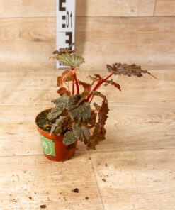 Begonia Sumatran spotted 002