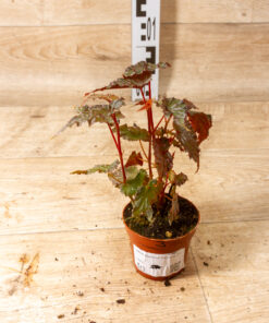 Begonia Sumatran spotted 003