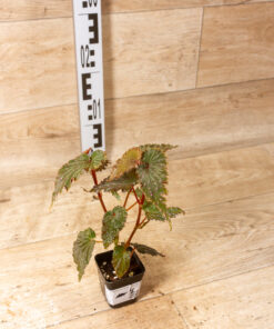 Begonia Sumatran spotted 004