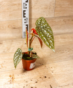 Begonia Sierra Mountain King 001