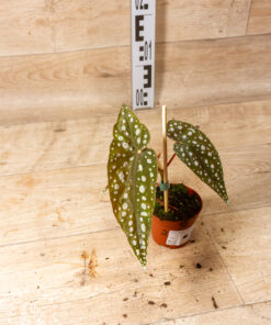 Begonia Sierra Mountain King 002