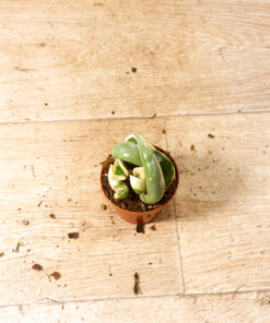 Hoya compacta variegata 002