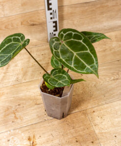Anthurium Michelle X (Dark Mama x Michelle) 001