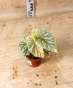 Begonia snowcap variegata