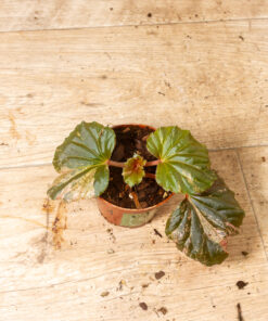 Begonia cucullata pink variegata