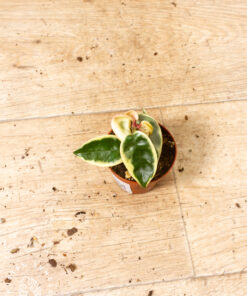 Hoya compacta variegata 005
