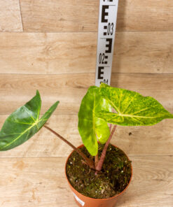 Alocasia new guinea gold XL 002