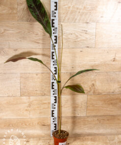 Musa acuminata zebra 001