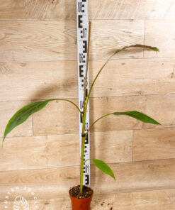 Musa acuminata zebra 002
