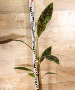 Musa acuminata zebra 003