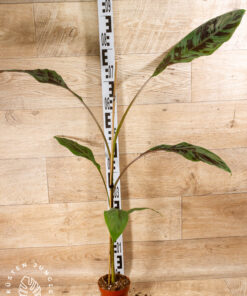 Musa acuminata zebra 004