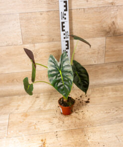 Alocasia golden bone 002