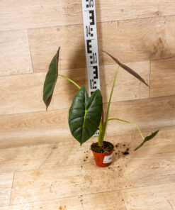 Alocasia golden bone 003