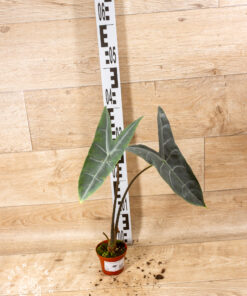 Alocasia longiloba silver 003