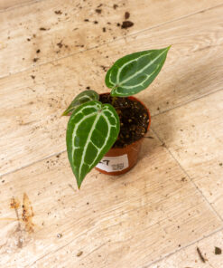 Anthurium red crystallinum 001
