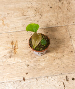 Anthurium dressleri 001