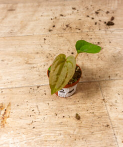 Anthurium dressleri 002