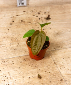 Anthurium dressleri 003