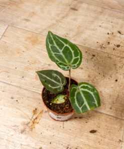Anthurium red crystallinum 002