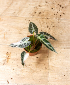 Alocasia bambino pink 001