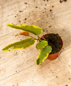 Begonia dainty spray sport variegated 001