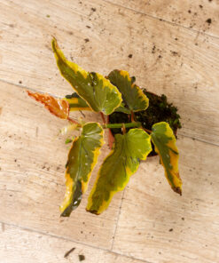 Begonia dainty spray sport variegated 003
