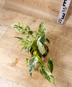 Philodendron emerald queen variegata 001