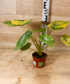 Alocasia wentii aurea variegata 04 – Bild 2