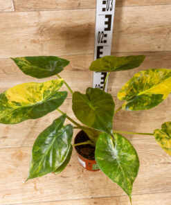 Alocasia wentii aurea variegata 04