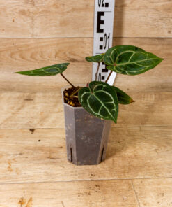 Anthurium Michelle X (Dark Mama x Michelle) 002 – Bild 2