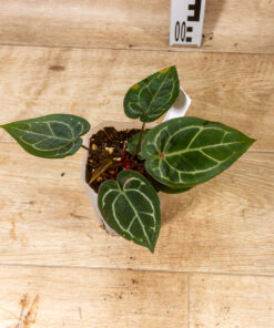 Anthurium Michelle X (Dark Mama x Michelle) 002