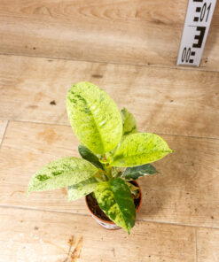 Ficus moonshine shivereana