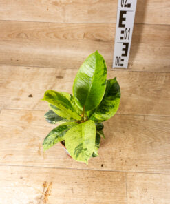 Ficus moonshine shivereana 002
