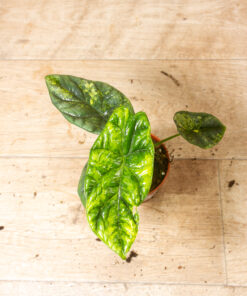 Alocasia sinuata aurea 001