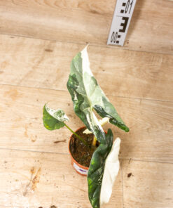 Alocasia Simpo Albo 001