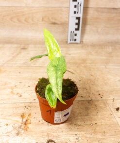Alocasia sulawesi green carpet variegata 001