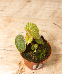 Begonia roseopunctata 002