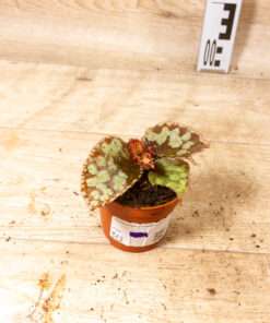 Begonia umbrella hybrid 002