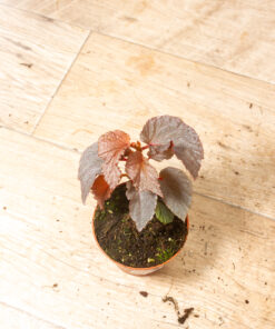 Begonia lamriana silver 003