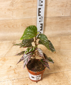 Begonia julau "Type 1" 003