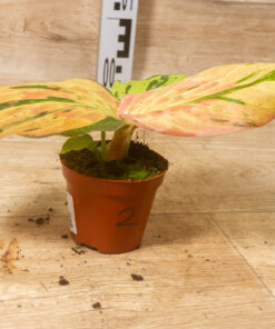 Kaempferia Pulchra Variegata Pink 002 - Image 2
