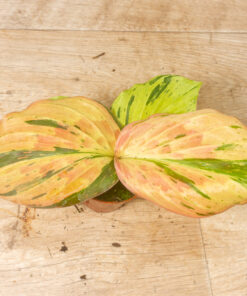 Kaempferia Pulchra Variegata Pink 002