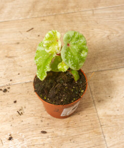 Begonia sp. „Temuyuk Silver“ 002
