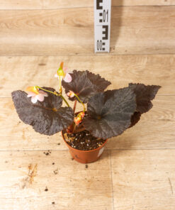 Begonia sp. U485 “Taconite”